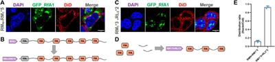 Synthetic peptides for the precise transportation of proteins of interests to selectable subcellular areas
